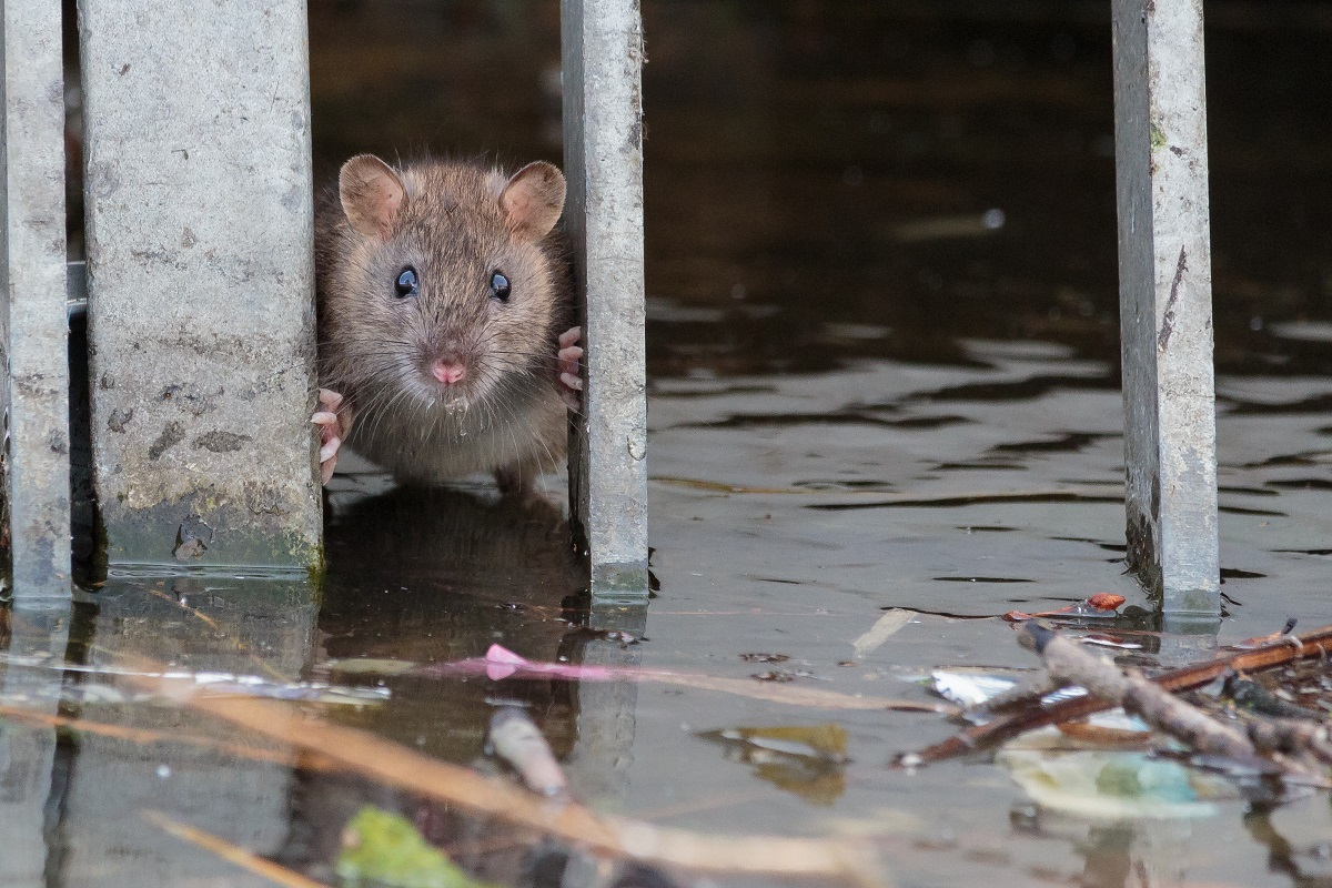 Incidence de la leptospirose après les inondations